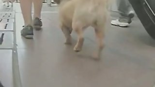 Really nice peach in sexy skirt walking with her doggy