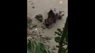 JAMAICANS FUCKING ON THE BEACH