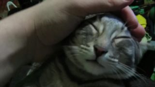 Petting My Sweet Little Pussy